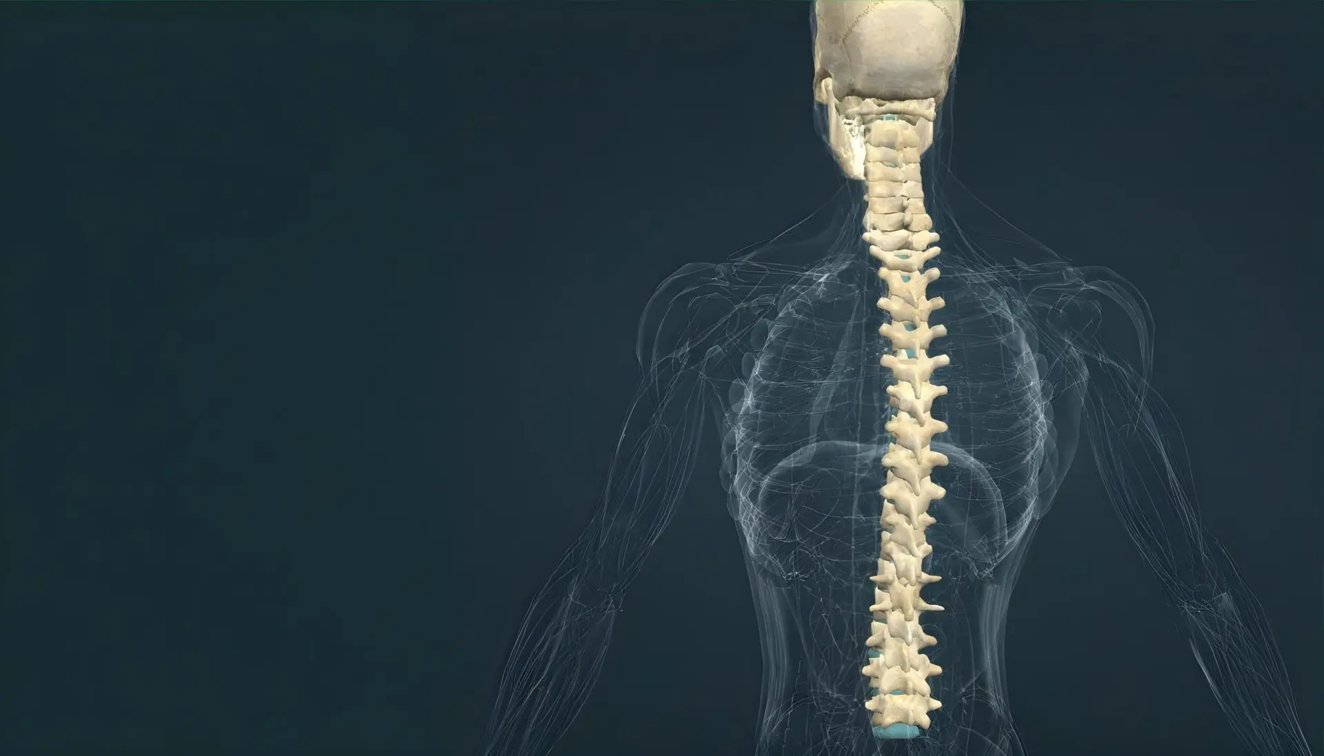 Anatomical visualization of the human spine